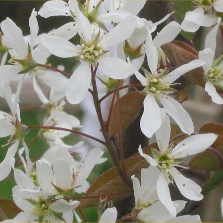 Amelanchier lamarckii meerstammig - Krentenboom