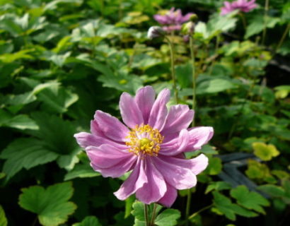 Anemone hybrida ‘Pamina’ - herfstanemoon