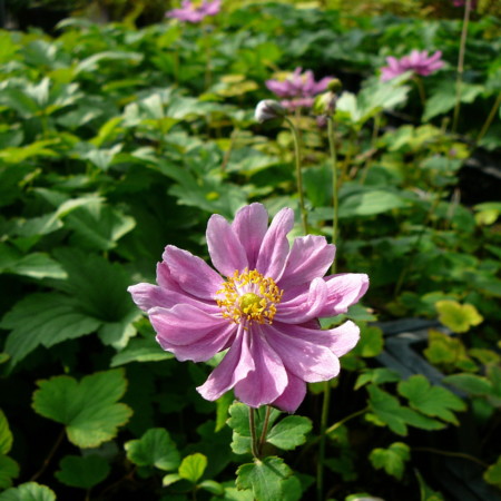 Anemone hybrida ‘Pamina’ - herfstanemoon