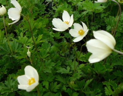 Anemone sylvestris - anemoon