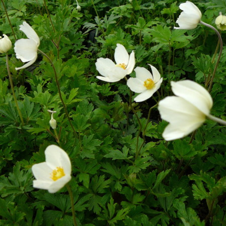 Anemone sylvestris - anemoon