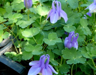 Aquilegia flabellata ‘Ministar’ - akelei