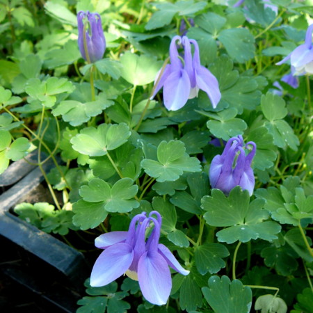 Aquilegia flabellata ‘Ministar’ - akelei