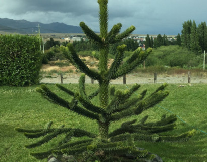 Araucaria araucana - apenboom, slangenden