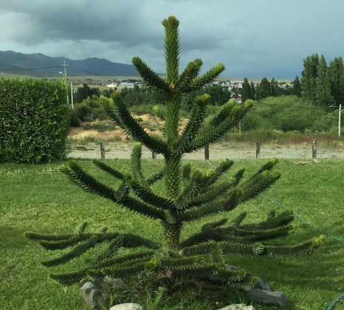 Araucaria araucana - apenboom, slangenden