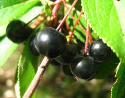 Aronia prunifolia ‘Viking’ - appelbes