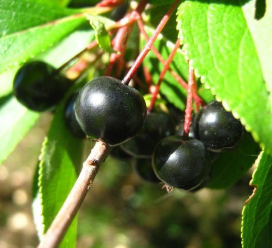 Aronia prunifolia ‘Viking’ - appelbes