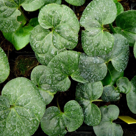 Asarum europaeum - mansoor