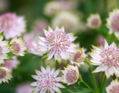 Astrantia major - zeeuws knoopje