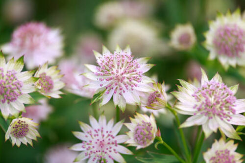 Astrantia major - zeeuws knoopje