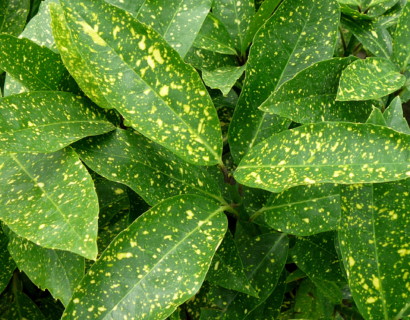Aucuba japonica ‘Variegata’ - broodboom