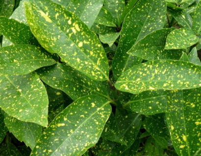 Aucuba japonica ‘Variegata’ - broodboom