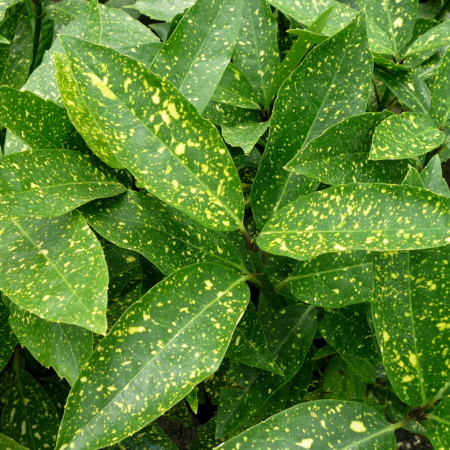 Aucuba japonica ‘Variegata’ - broodboom