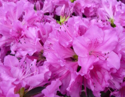 Azalea japonica ‘Blaue Donau’