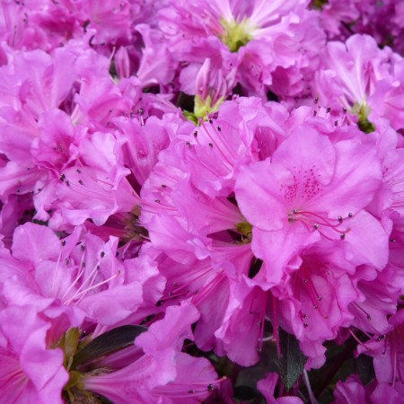 Azalea japonica ‘Blaue Donau’ - azalea