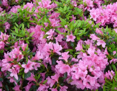 Azalea japonica ‘Mme van Hecke’