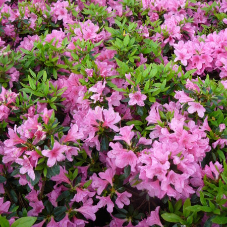 Azalea japonica ‘Mme van Hecke’ - azalea