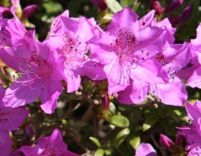 Azalea japonica ‘Amoena’ - azalea