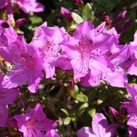 Azalea japonica ‘Amoena’ - azalea