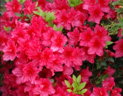 Azalea japonica ‘Arabesk’