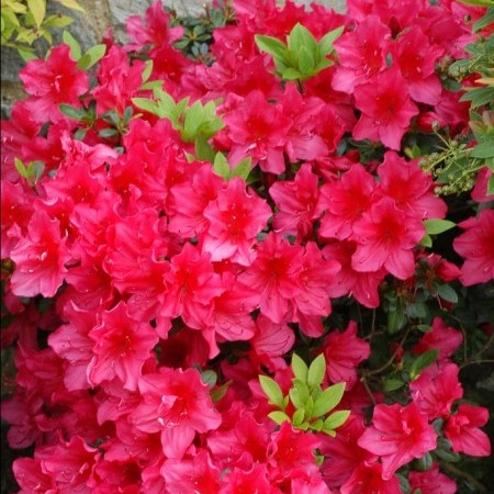 Azalea japonica ‘Arabesk’ - azalea