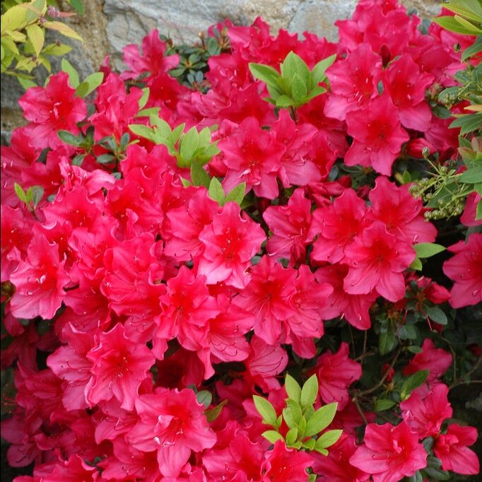 Azalea japonica ‘Arabesk’ - azalea