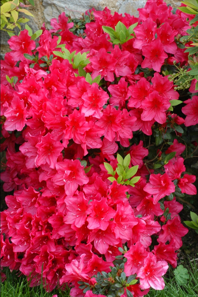 Azalea japonica 'Arabesk' (Japanse azalea).