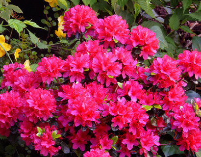 Azalea japonica ‘Hino Crimson’