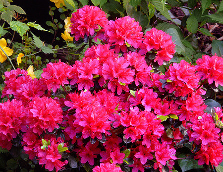 Azalea japonica ‘Hino Crimson’ - azalea