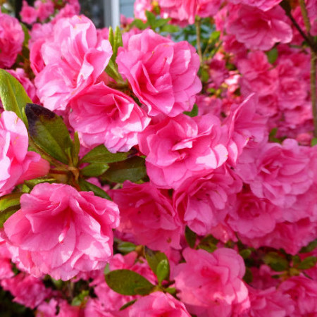 Azalea japonica ‘Kirstin’ - azalea