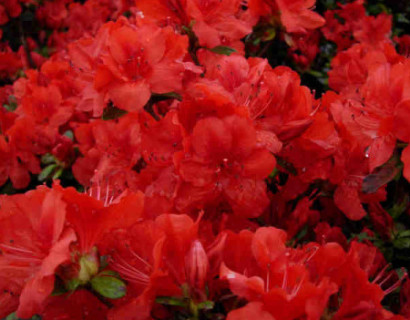 Azalea japonica ‘Moederkensdag’