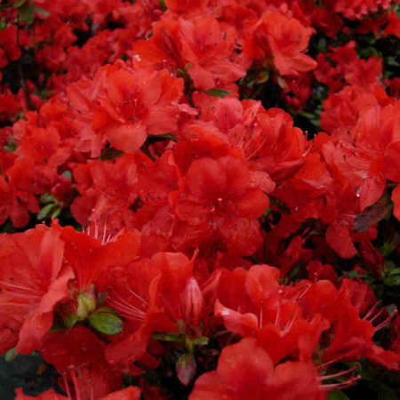 Azalea japonica ‘Moederkensdag’ - azalea