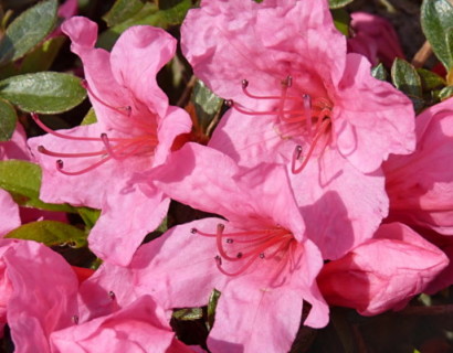 Azalea japonica ‘Kermesina’ - Azalea