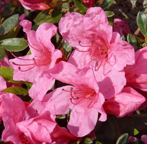 Azalea japonica ‘Kermesina’ - Azalea