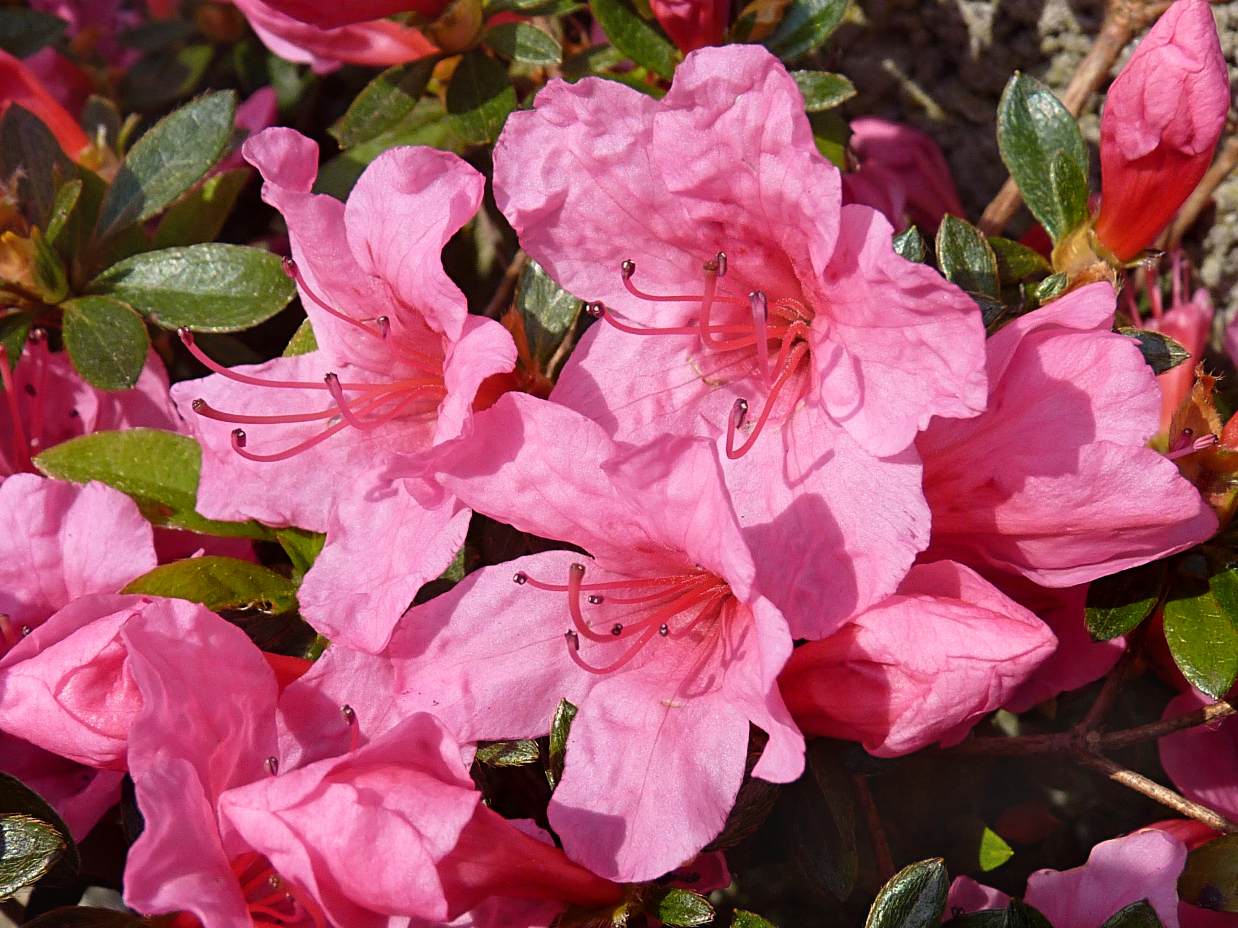  Azalea japonica 'Mme van Hecke