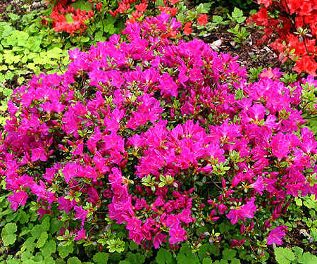 Azalea japonica ‘Purpurtraum’ - azalea