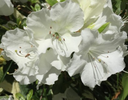 Azalea japonica ‘Pleasant White’ - azalea