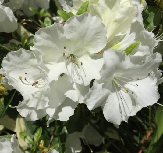 Azalea japonica ‘Pleasant White’ - azalea