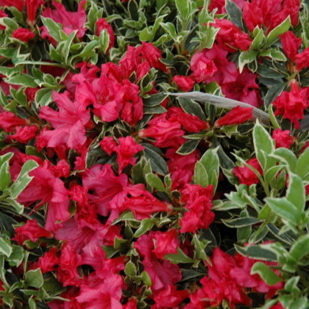 Azalea japonica ‘Silver Sword’ - azalea