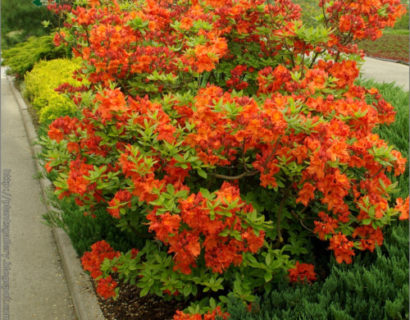 Azalea knaphill ‘Gibraltar’