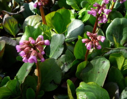 Bergenia cordifolia - schoenlappersplant