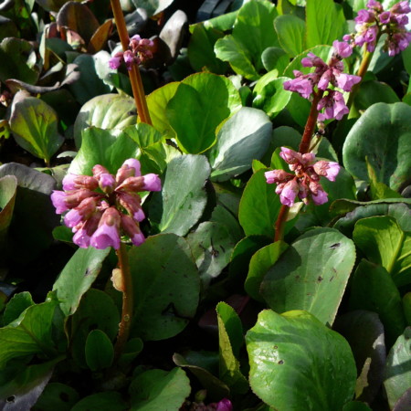 Bergenia cordifolia - schoenlappersplant