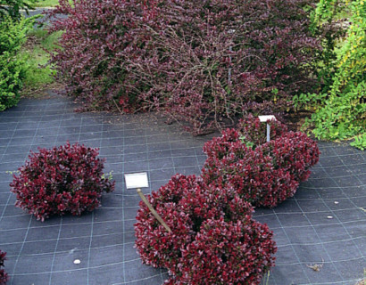 Berberis thunbergii ‘Atropurpurea Nana’ - zuurbes