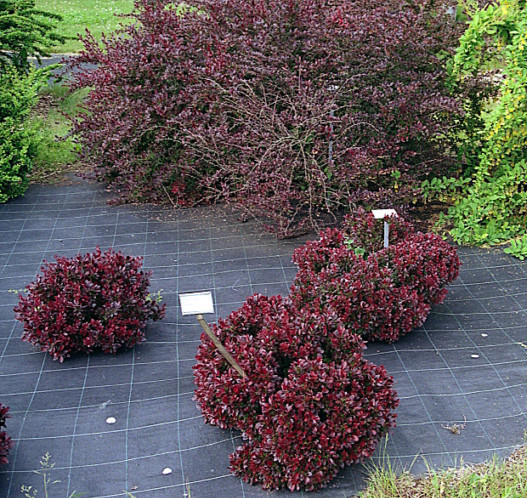 Berberis thunbergii ‘Atropurpurea Nana’ - zuurbes