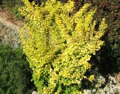 Berberis thunbergii ‘Aurea’ - zuurbes