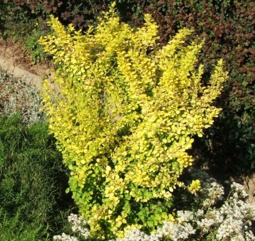 Berberis thunbergii ‘Aurea’ - zuurbes