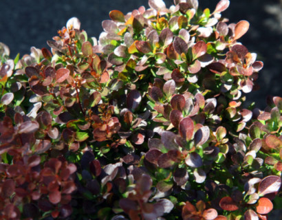 Berberis thunbergii ‘Bagatelle’ - zuurbes