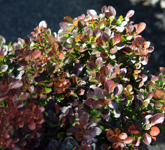 Berberis thunbergii ‘Bagatelle’ - zuurbes