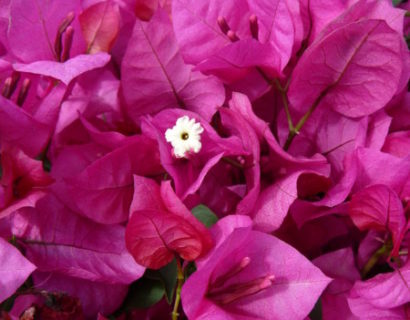 Bougainvillea ‘Alexandra’ - bougainville