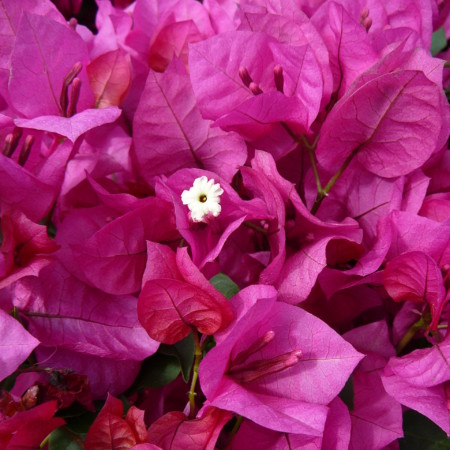 Bougainvillea ‘Alexandra’ - bougainville